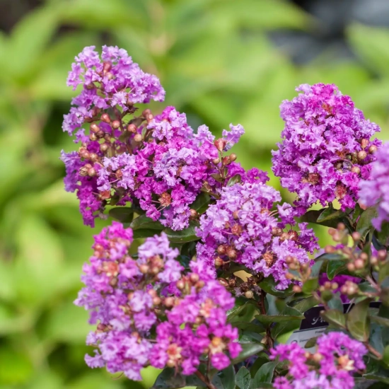 Lilas des indes 'Purple magic'