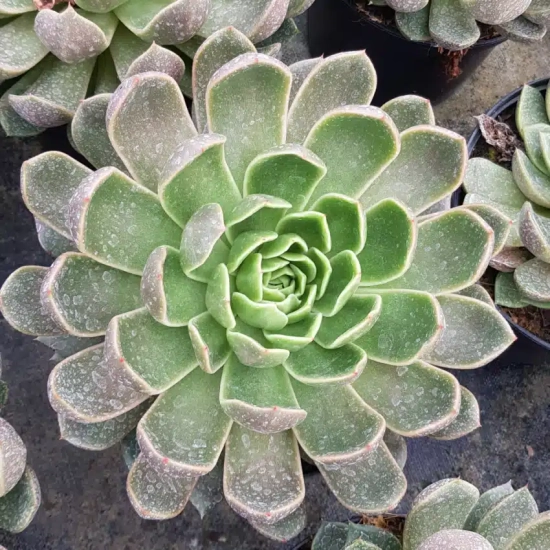 Echeveria 'Mira'