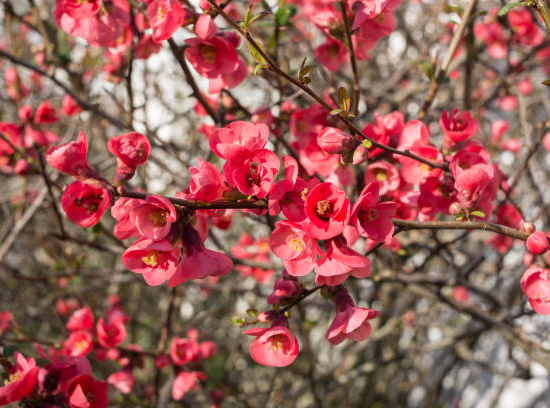 Cognassier à fleurs 'Pink storm'