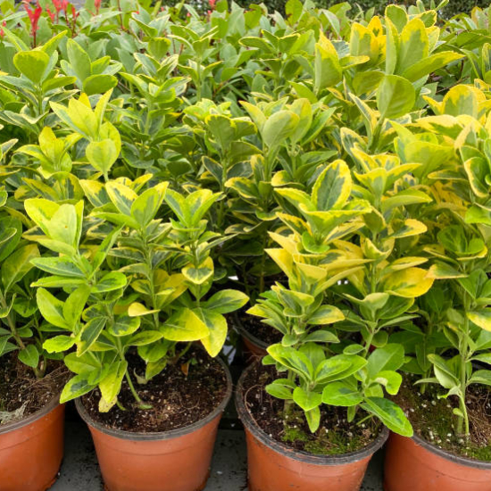 Fusain du japon 'Aureopictus'