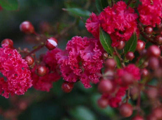 Lilas des indes 'Double dynamite'