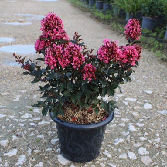 Lilas des indes 'Coral magic'
