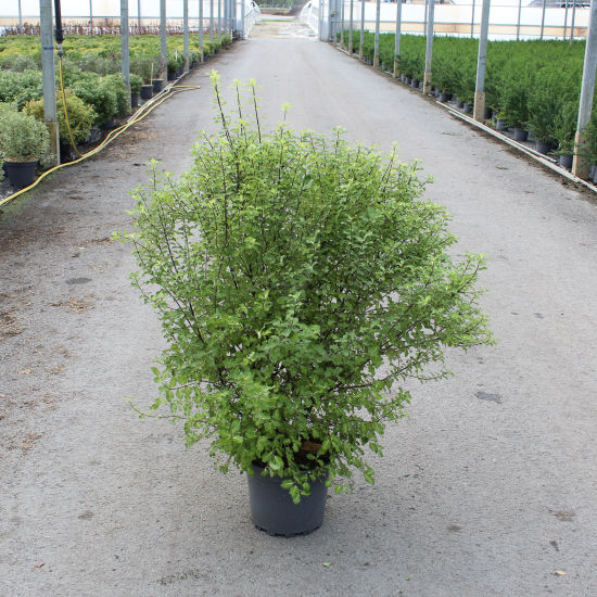 Pittospore 'Abbotsbury gold'