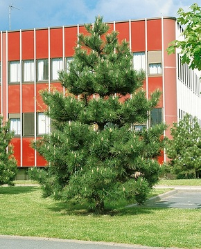 Pin noir 'Austriaca elague'