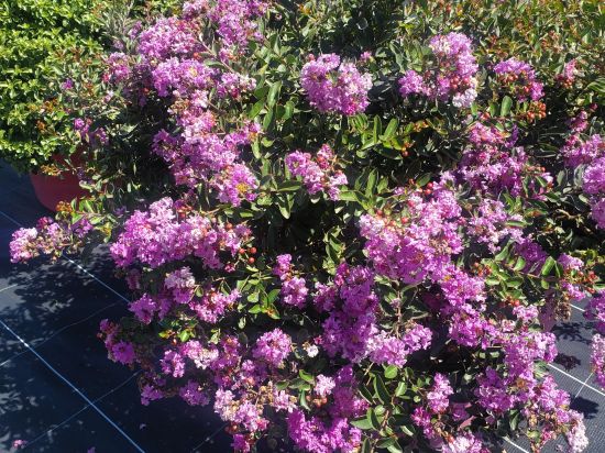 Lilas des indes 'Bonnet violet'