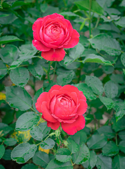 Rosier 'Thomas a becket '