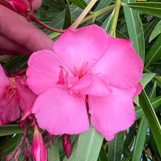 Laurier rose 'Roseum Plenum' (Nerium oleander)