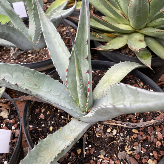 Agave  asperrima 'Zarcensis'