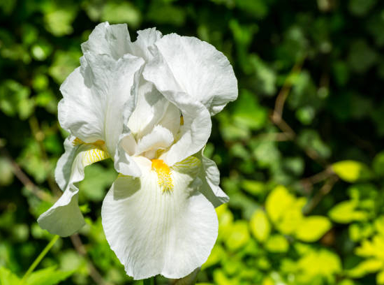 Iris d'allemagne 'Glacier blanc'