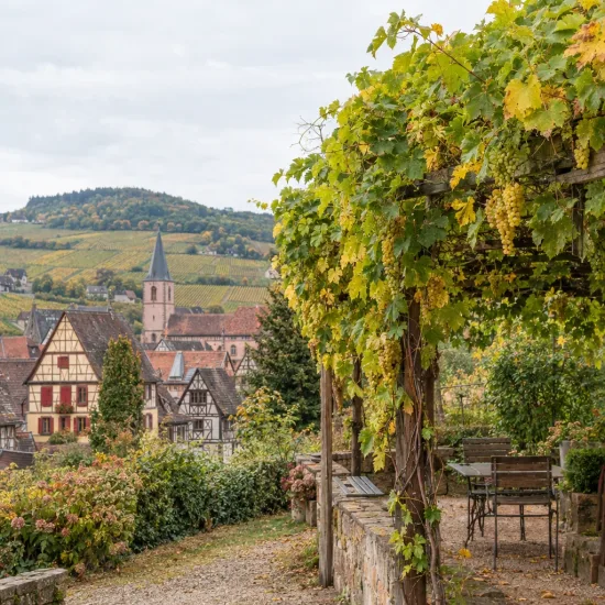 Cépage de table blanc 'Noah' (Vitis vinifera) — tonnelle de vigne avec grappes surplombant village alsacien · Photo d'illustration