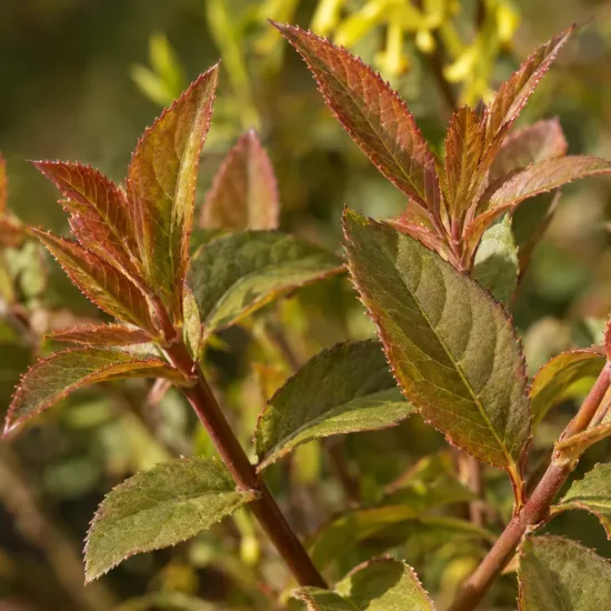 Diervillée (Diervilla × splendens) — feuillage brun rougeâtre en gros plan · Photo d'illustration