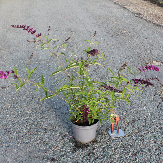 Arbre aux papillons 'rouge royal'