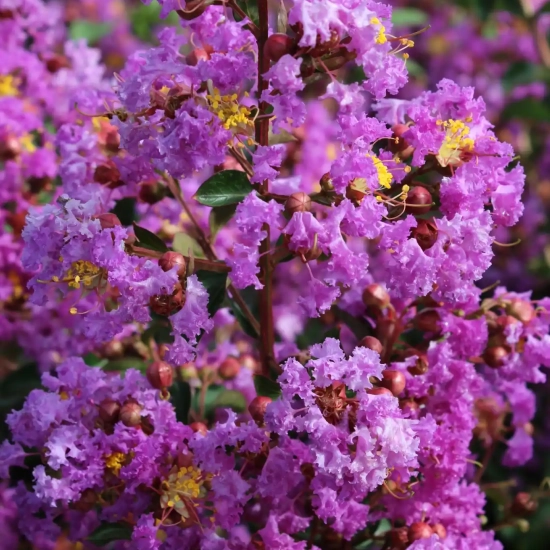 Lilas des indes 'Pecharmant'