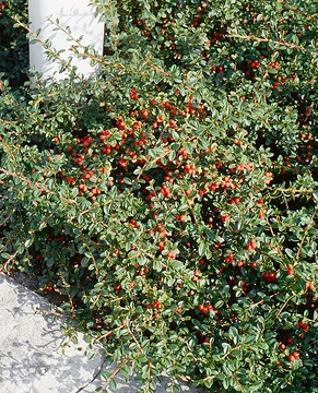 Cotonéaster 'Eichholz'