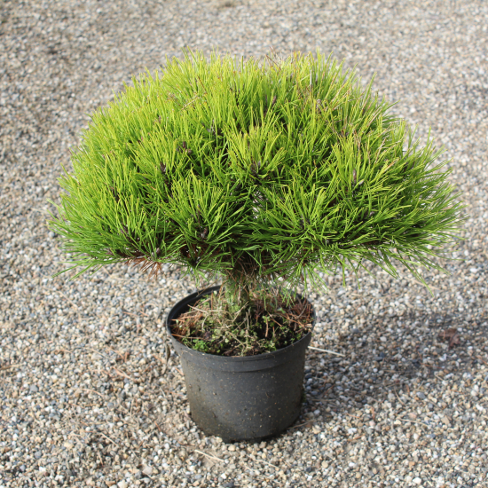 Pin noir 'Marie bregeon'