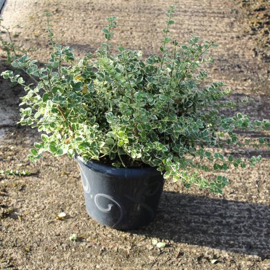 Fusain de fortune 'Emerald gaiety'