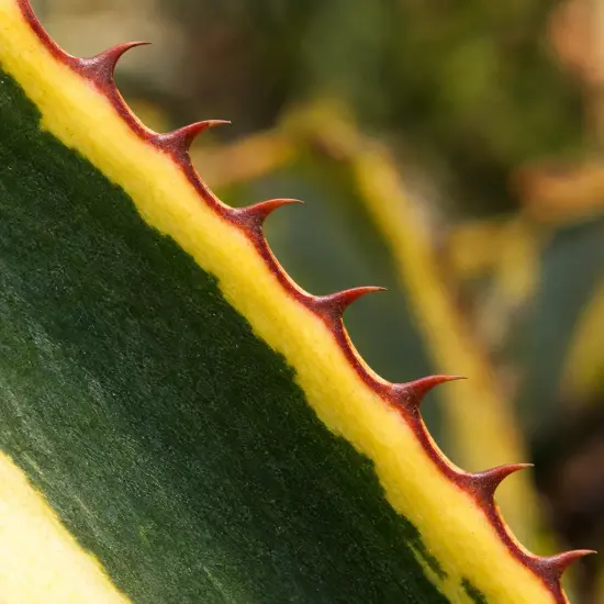 Agave 'Quadricolor' (Agave lophanta) — gros plan sur bord de feuille épineuse panachée