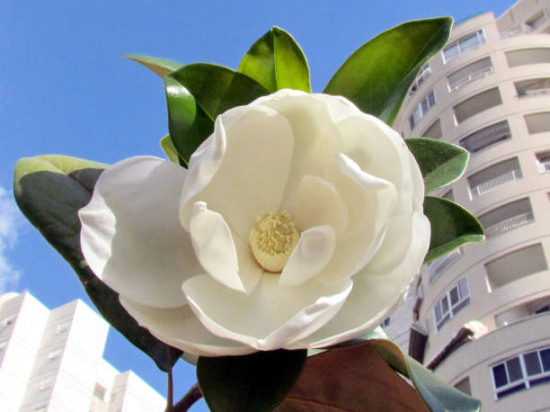 Magnolia à grandes fleurs 'Alta'