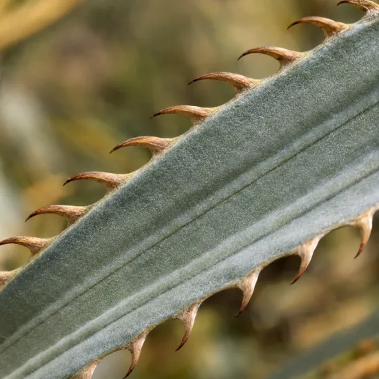 Puya violet 'Violacea' (Puya coerula) — gros plan sur feuille épineuse gris verdâtre · Photo d'illustration