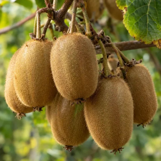 Kiwi 'Solissimo' (Actinidia deliciosa)