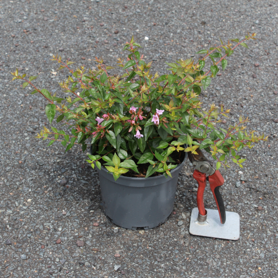 Abélia 'Edward goucher'