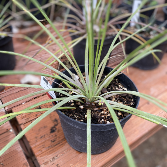 Agave à feuilles striées  'Echinus'