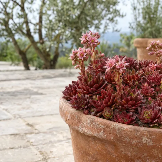 Joubarbe rouge cerise 'Cherries jubilee' (Sempervivum) — succulente rouge en pot terre cuite, extérieur · Photo d'illustration