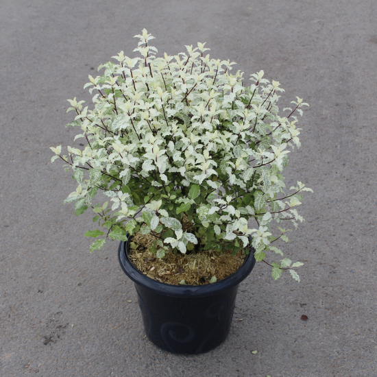 Pittospore 'Irene paterson'