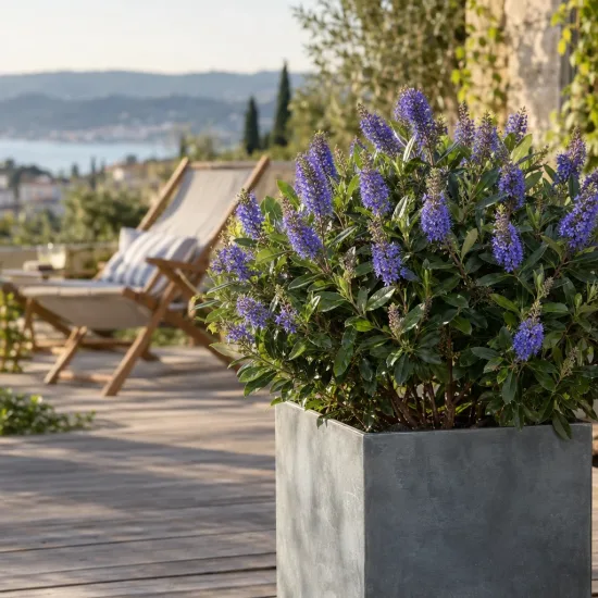 Véronique arbustive 'Gem' (Hebe) — arbuste fleuri violet dans grand bac sur terrasse · Photo d'illustration