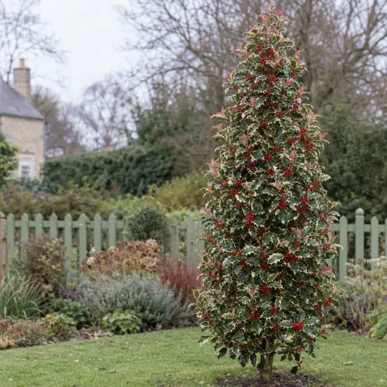 Houx commun 'Argenteomarginata' (Ilex aquifolium) — arbuste persistant conique couvert de baies rouges