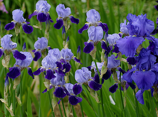 Iris Allemande bleue