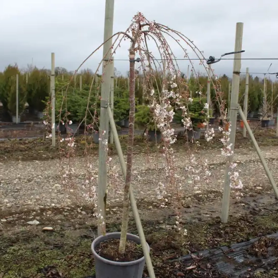 Cerisier à fleurs 'Pendula'