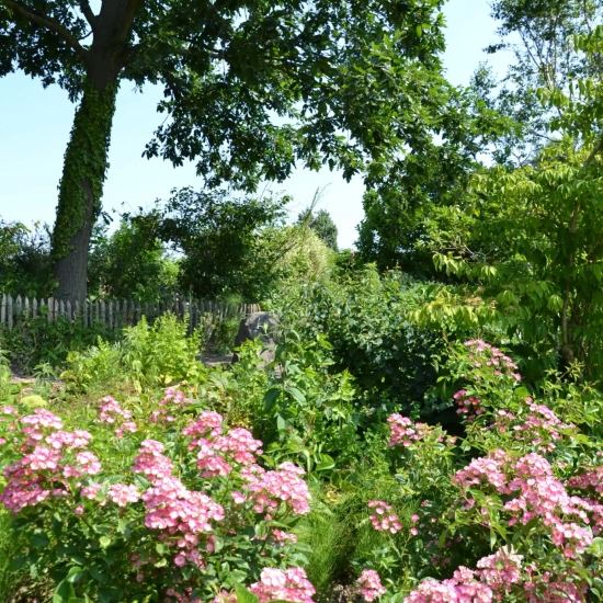 Rosier 'Rosea vispaniuc'