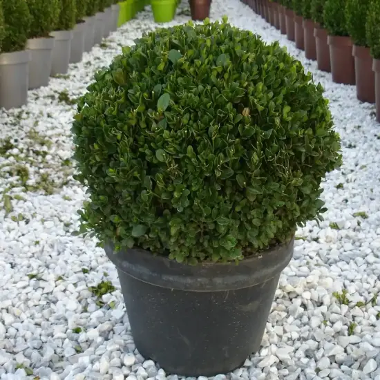 Buis à petites feuilles 'Faulkner' (Buxus microphylla) — arbuste taillé en boule dans un pot noir · Pot 10L