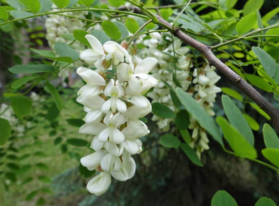 Robinier faux acacia