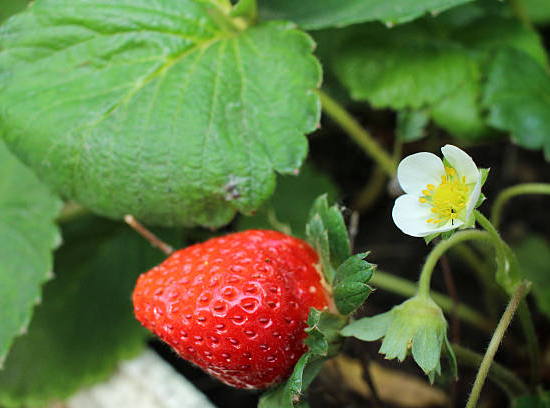Fraisier 'Gento'