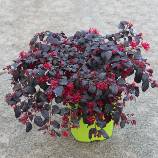 Loropétale de chine 'Black pearl'