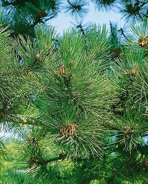 Pin noir 'Austriaca'