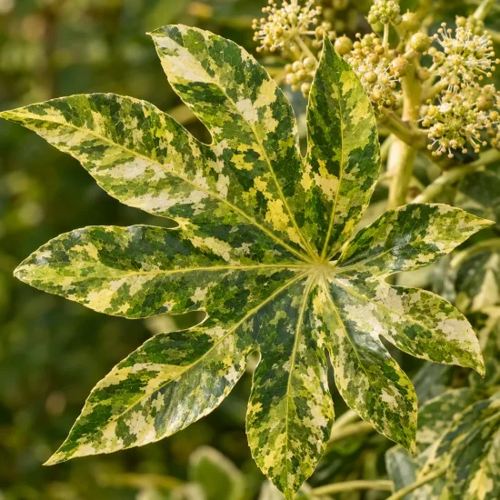 Aralia du japon 'Variegata camouflage' (Fatsia japonica) — gros plan sur grande feuille panachée palmée