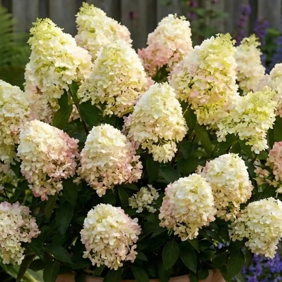 Hortensia 'Little hottie'