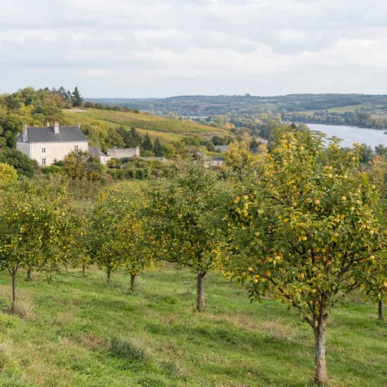 Pommier 'Eztika' (Malus domestica) — verger de pommiers en fruits près d'une rivière · Photo d'illustration