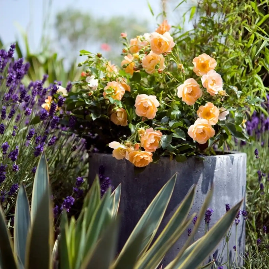 Rosier 'Calizia orange saumone '