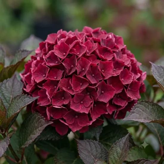 Hortensia 'Merveille sanguine'