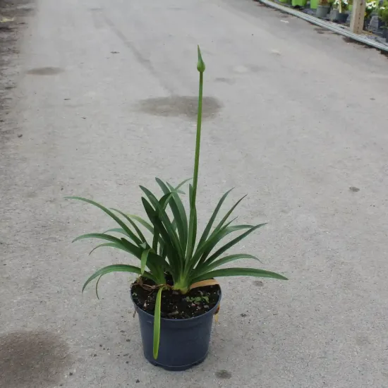 Agapanthe Africaine 'Bleu' (Agapanthus africanus) — Pot 7.5L