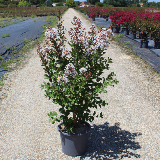 Lilas des indes 'Terrasse blanc'
