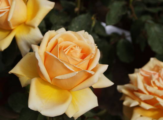 Rosier 'Michelangelo '