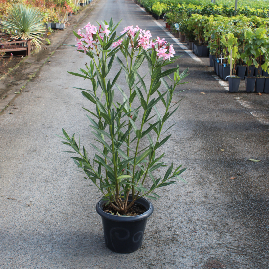 Laurier-rose 'Atlas rose simple'