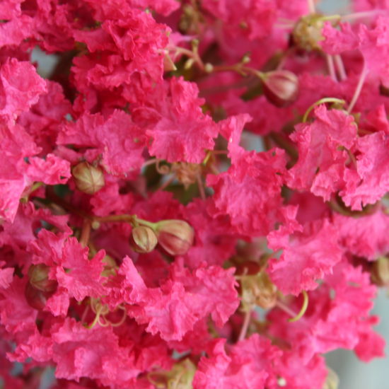 Lilas des indes 'Margaux'