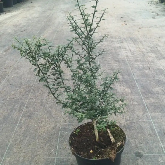 Citronnier caviar 'Pink red'