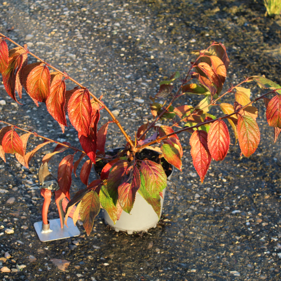 Viorne de chine 'Mariesii'